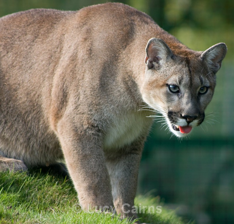  - Big Cats