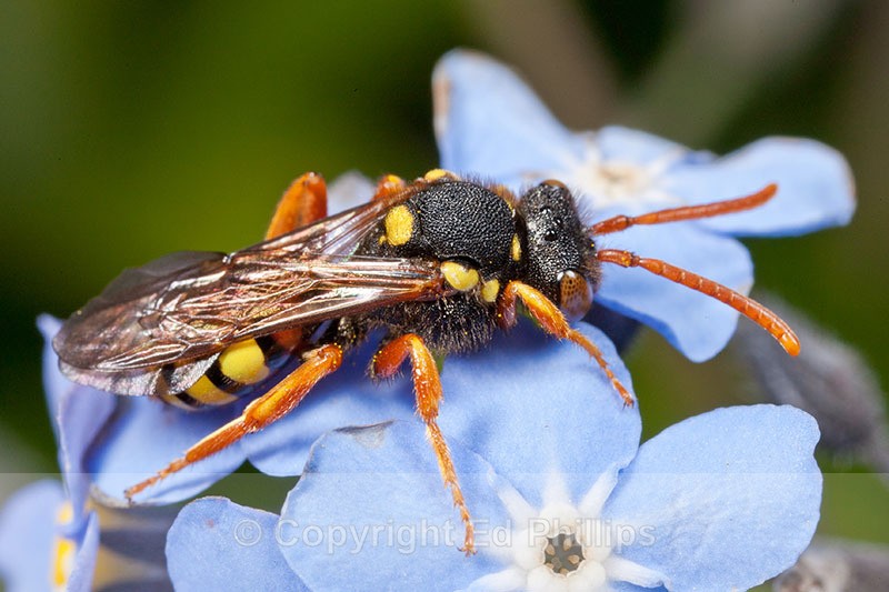 Nomada fucata Female - Nomada fucata