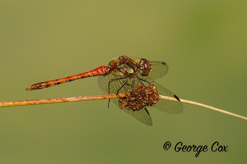 Common Darter - Dragonflies