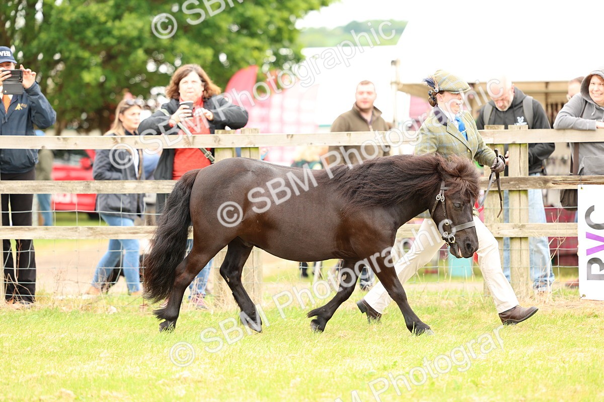 SBM_04345 - Class 64-67 - Shetland Pony In Hand