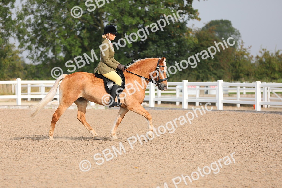 SBM_10665 - Class 303 Ridden Pure Bred Horse/Pony (excl M&M)