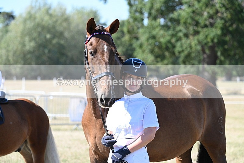 WJ7_1614 - Class 42 Most Handsome Gelding