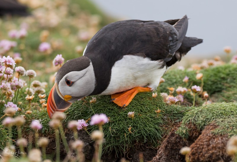 Cute Puffin 16