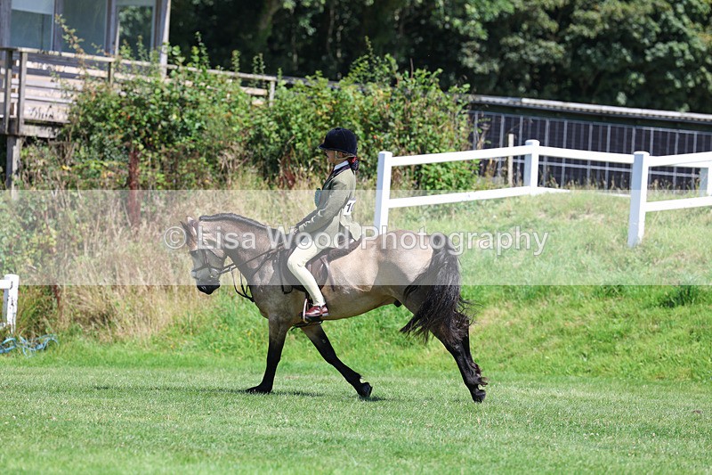 3E7A9202 - Working Hunter Championship