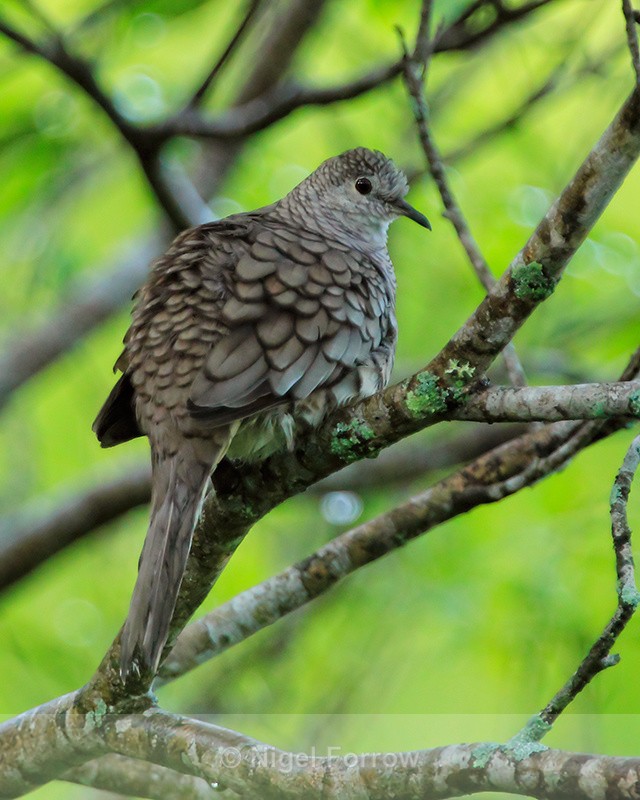 Inca Dove perched, Costa Rica - Inca Dove
