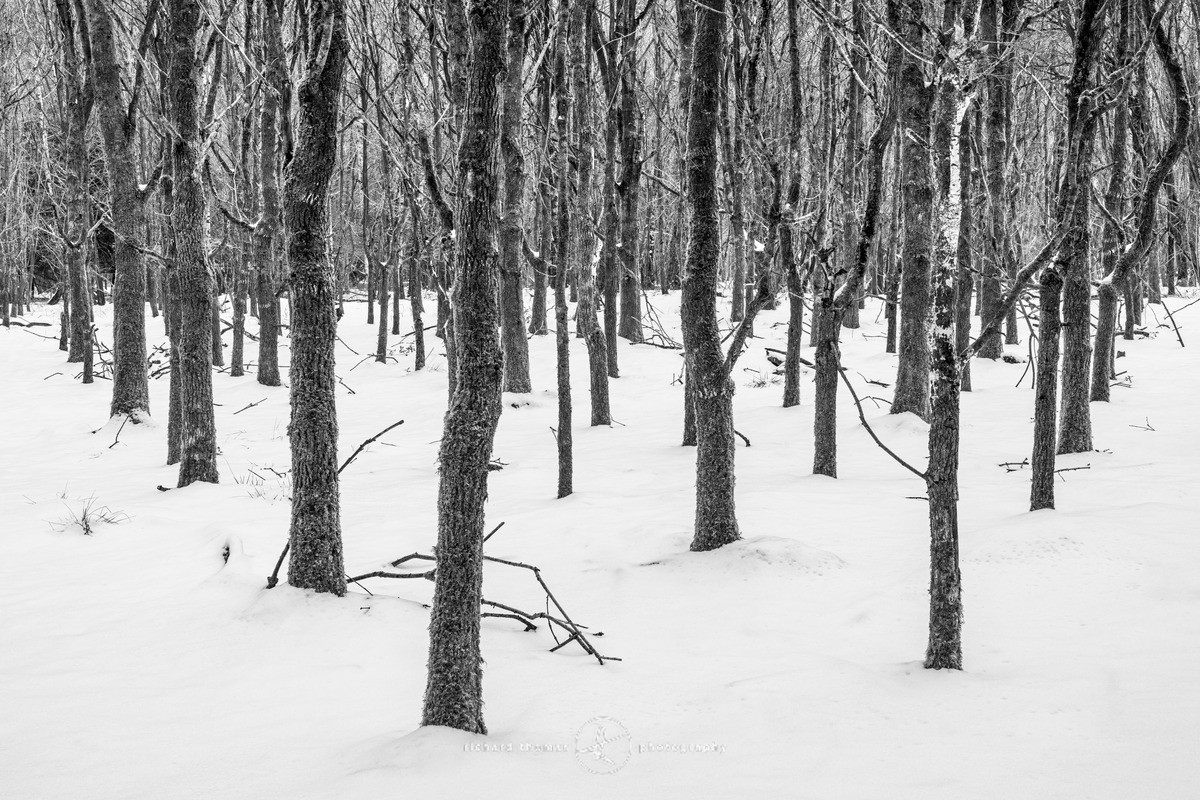 Light Edge - WINTER