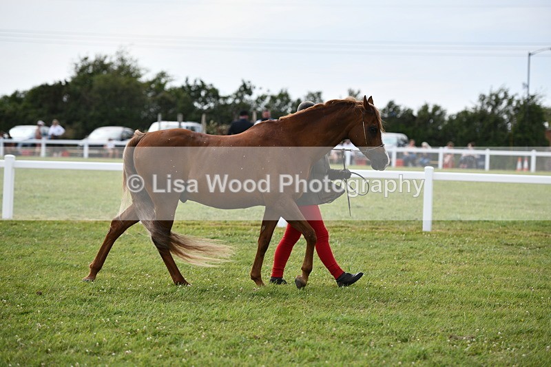 DSC_8432 - Class 69: Pure, Anglo & Part Bred In Hand Arab