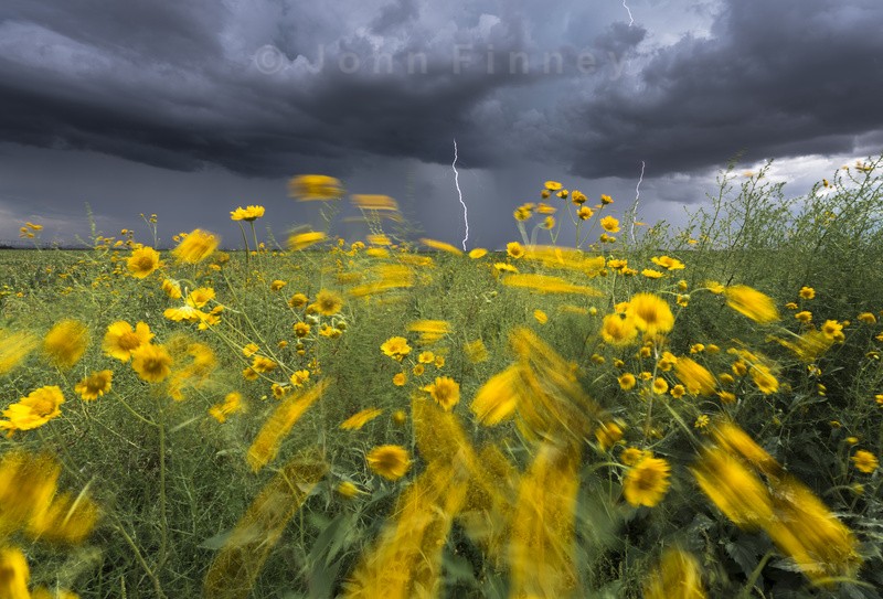 Monsoon lightning with flowers - Weather photography