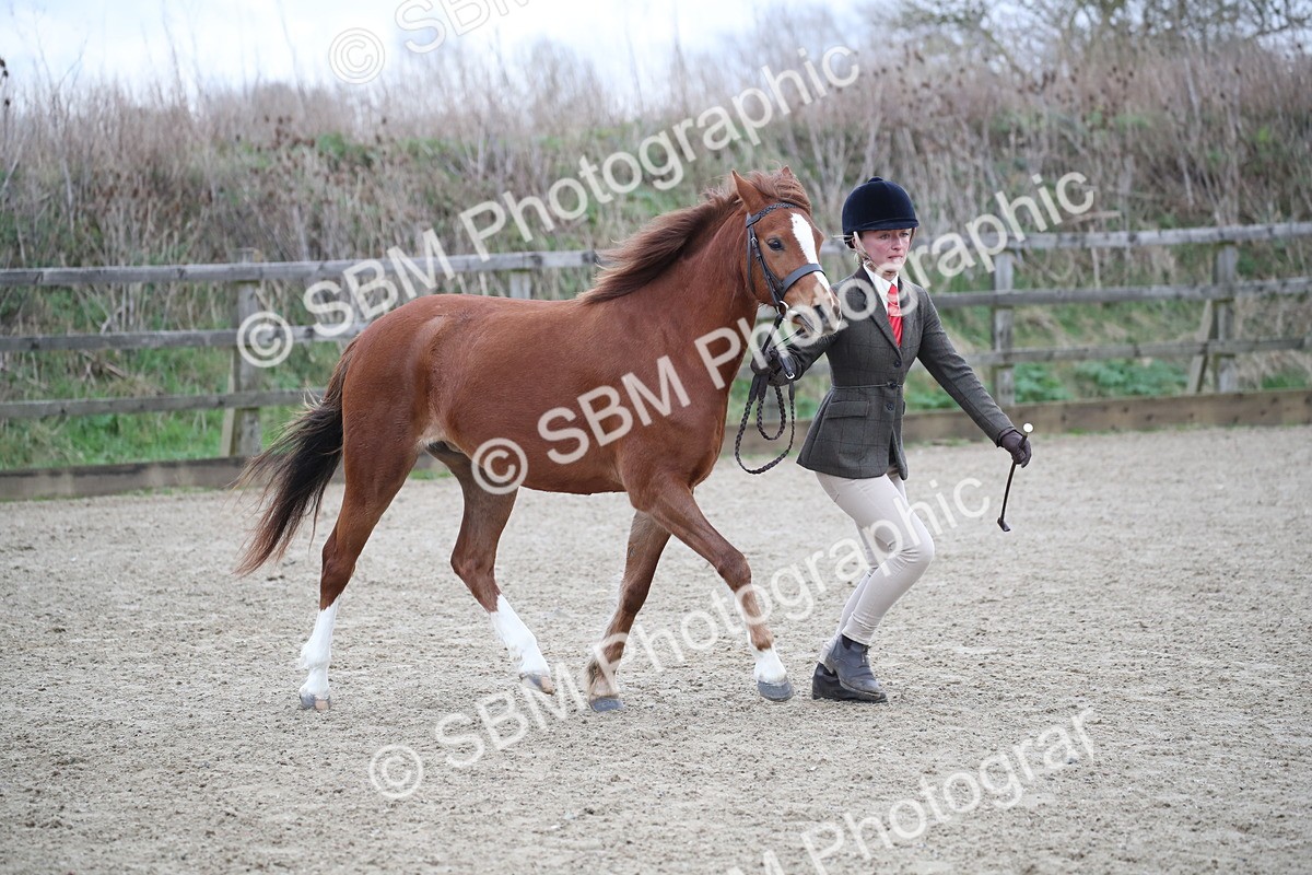 SBM_003907 - Class 1-4 - Young Stock classes Inc. In Hand Championship