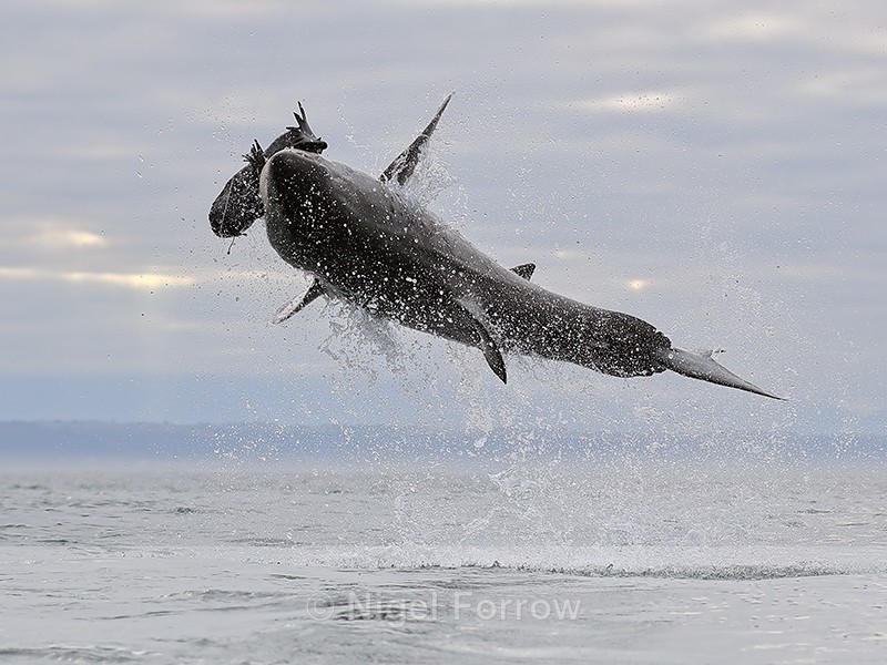 Great White Shark breach (frame 7), Mossel Bay, South Africa - Breaching Great White Shark