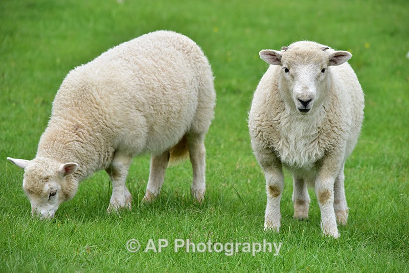 ACP_3960-2 - Sheep