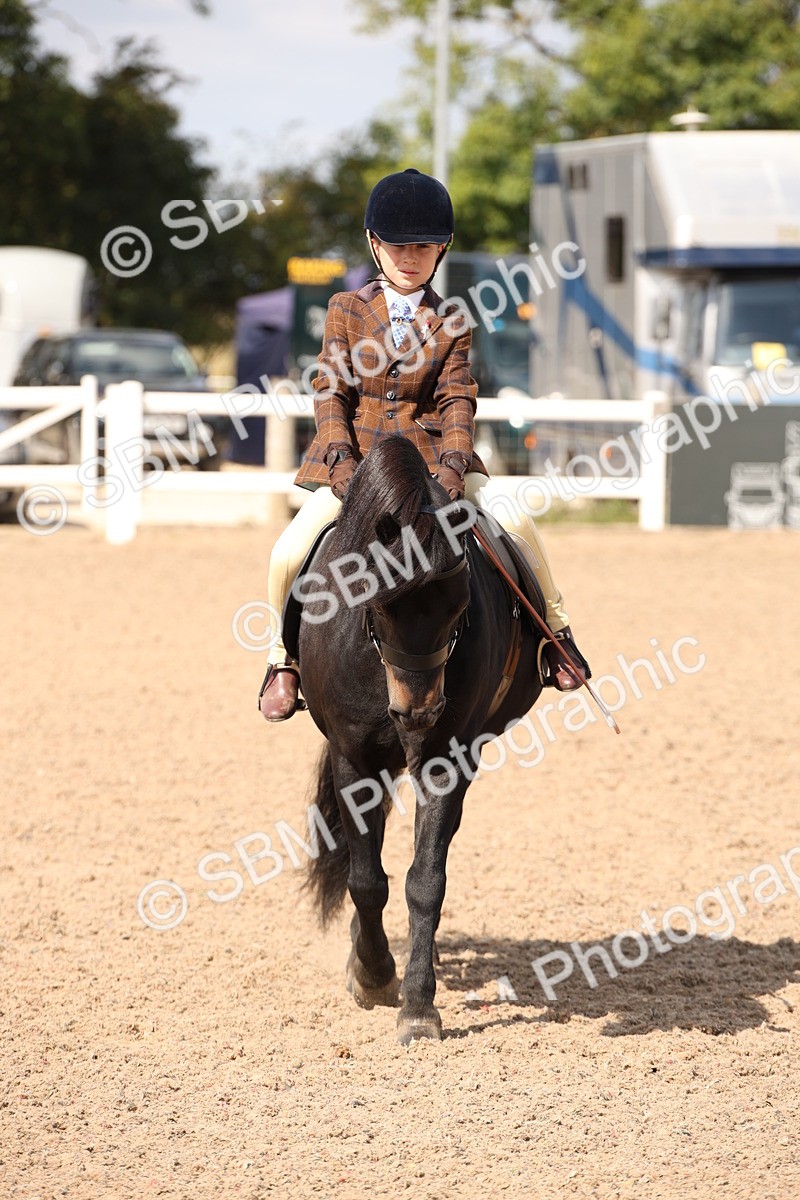 SBM_03421 - Class 18 Handsomest Gelding (IH or Ridden)