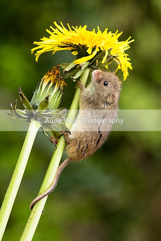 20140405-3K8A9854 - Harvest Mouse