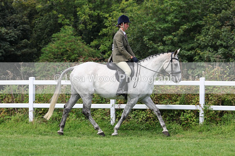 3E7A8620 - Class 5: Working Show Horse