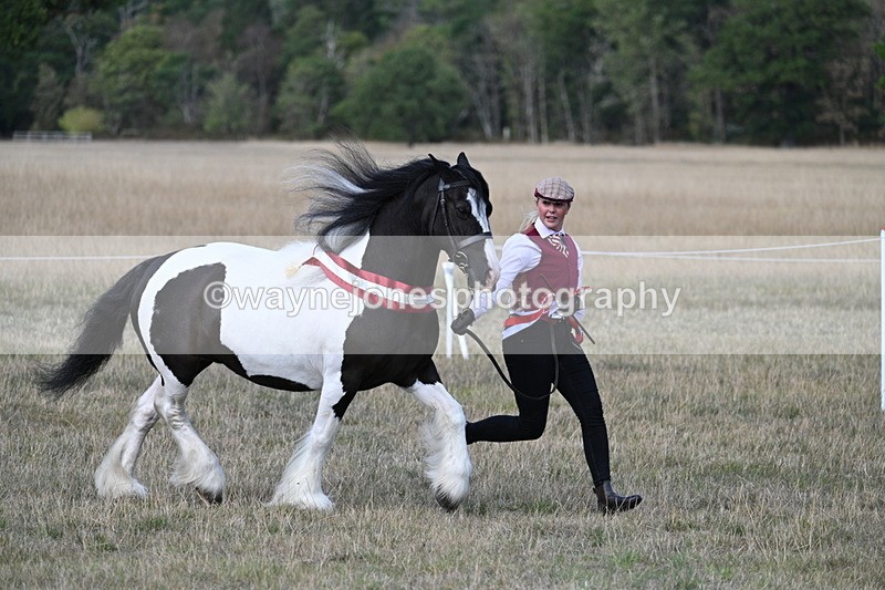 WJ7_8436 - In-hand Championship