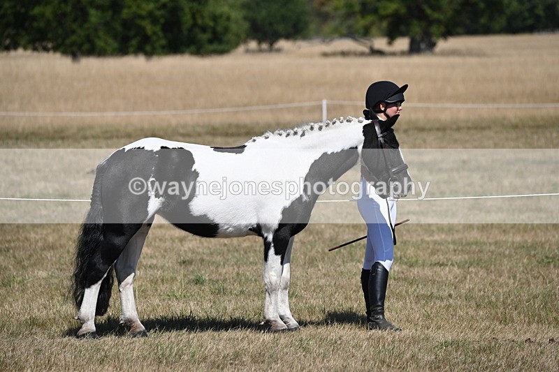 WJ6_8556 - Class 37b Best Loan Pony In-hand