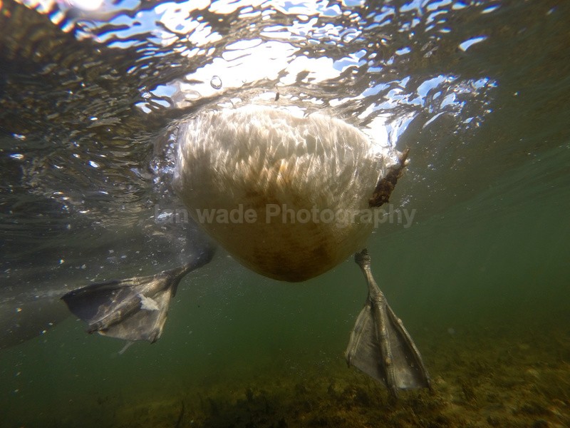 Underwater photography of Mute swans in Bristol Marina_0008 - Birds, swans and gulls