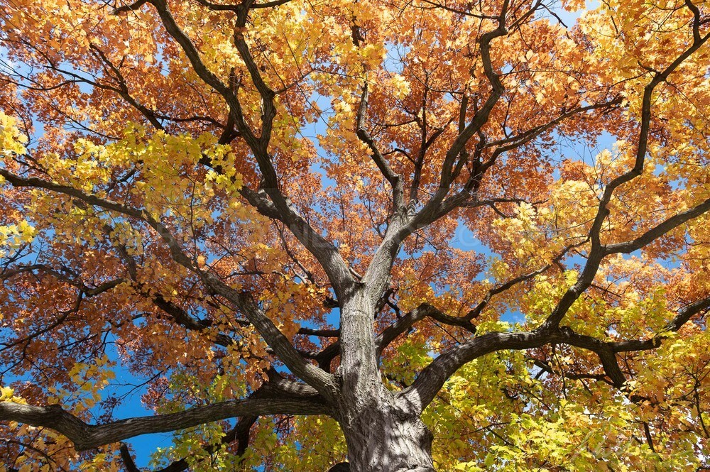 DSC_2190 - Trees