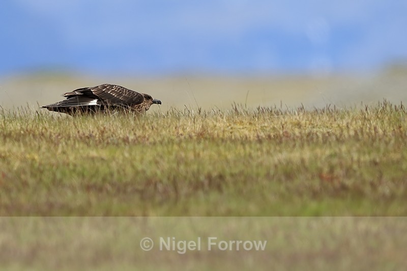 Great Skua crouches low, Jokulsarlon, Iceland - Great Skua