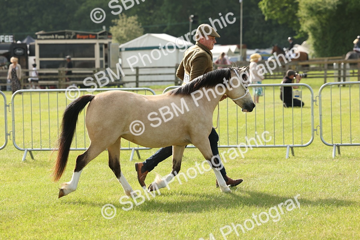 SBM_00555 - Class 6-13 - Mountatin and Moorland In Hand Welsh Breeds