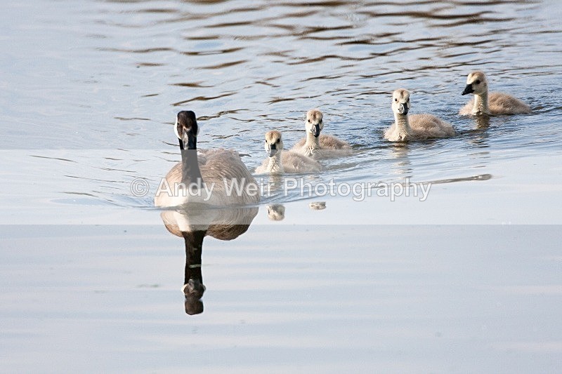 20090603-003 - Geese