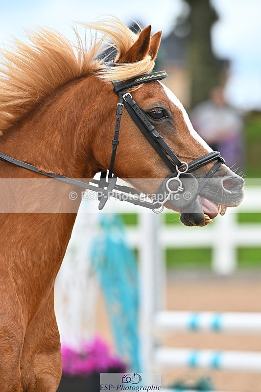 240723A-160354-00071 - 50cm and 60cm