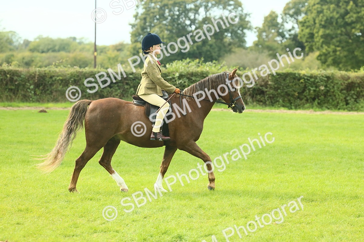 SBM_69785 - S59 - Mountain & Moorland Ridden Small Breeds