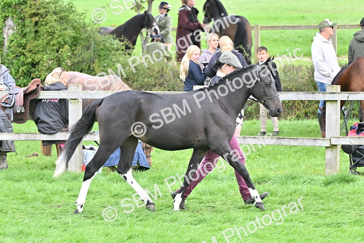 SBM_57545 - S46 - Part Bred Arab & Native Pony In Hand