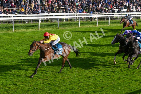 111024-Race 5-Vince LAmour-2011 - Race 5 3.45pm Copper Knight - Winning Most Horse At York Handicap