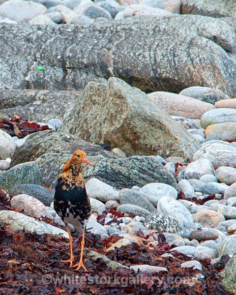 Balranald Bird Reserve - Scottish Highlands