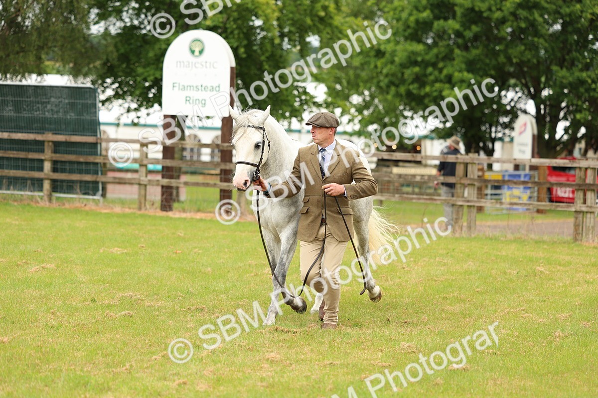 SBM_04047 - Class 64-67 - Shetland Pony In Hand