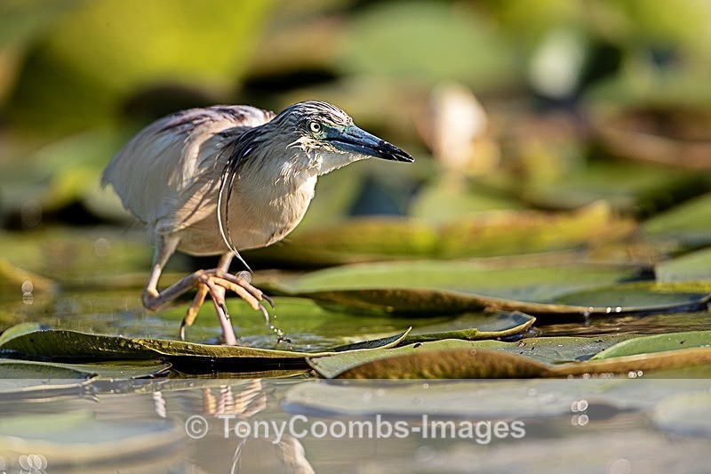 Squacco Heron - Danube Delta