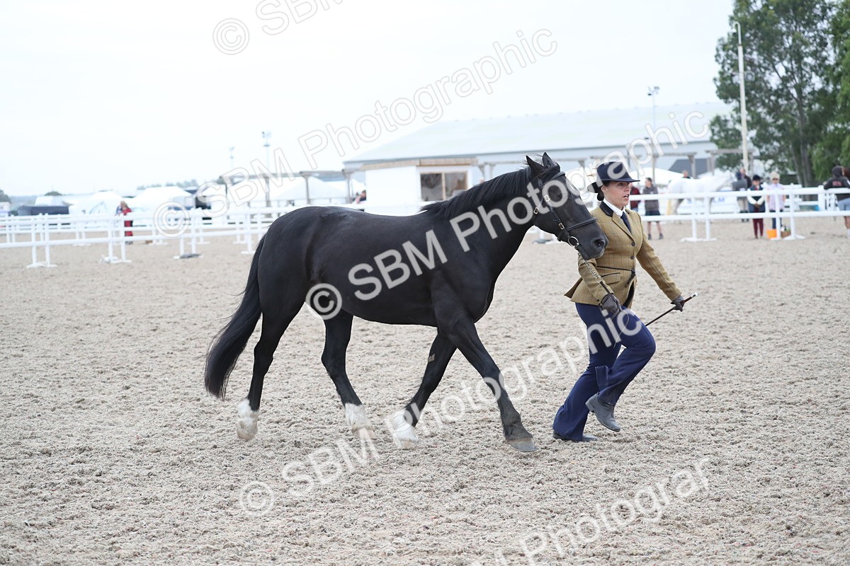 SBM_17991 - Class 317 IH Pure bred Horse/Pony