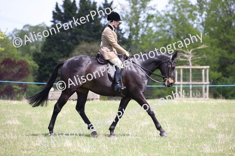 20250427-4061 - Class 34 - Best Riding Horse Over 14.2hh