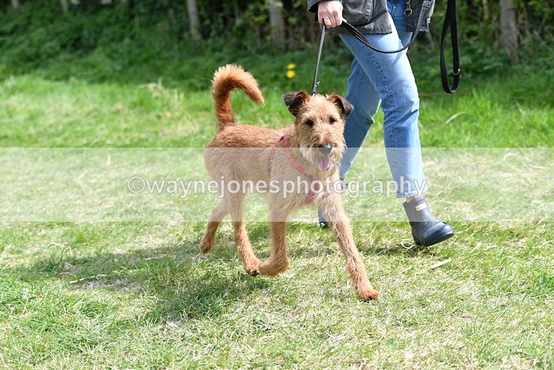 WJ5_0398 - Class 7 Best Terrier