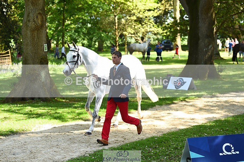 230524-151452-00157 - 314-CHANTILLY_AMATULLAH-Gaspard_Maksud-WEDTrotUp+DR