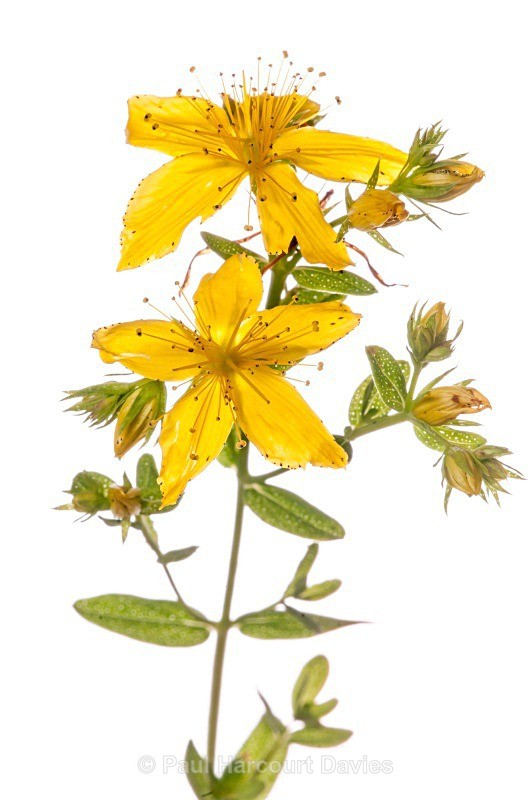 Perforate St John's Wort (Hypericum perforatum) - Plants - WB