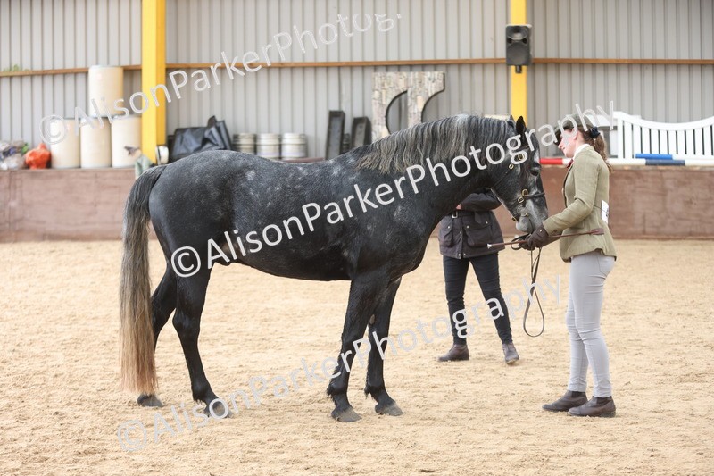 20251109-1005 - Class 27 - Stallions 4 Years and over