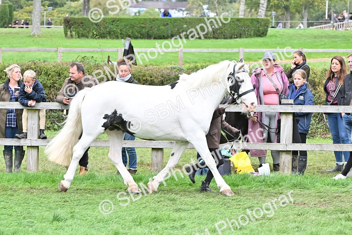 SBM_68548 - S42 - Junior Handler 9-12 Years