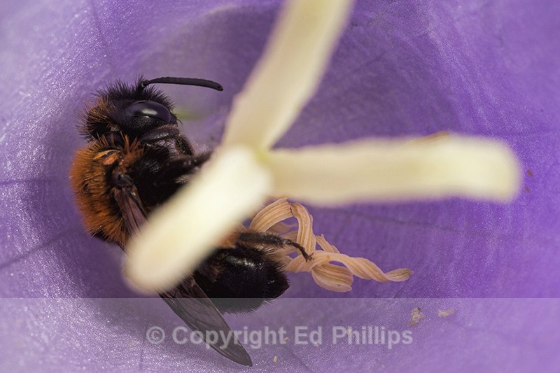 Andrena bicolor (f) - Andrena bicolor
