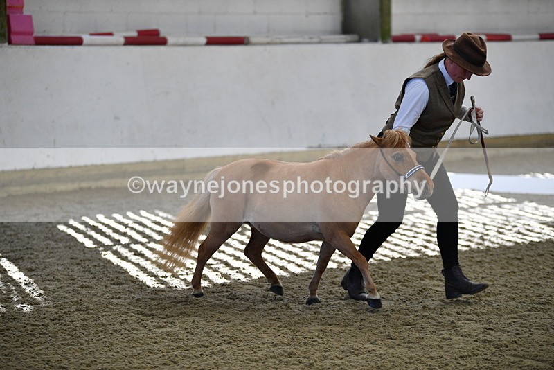 WJ5_3879 - Class 5 In Hand Veterans