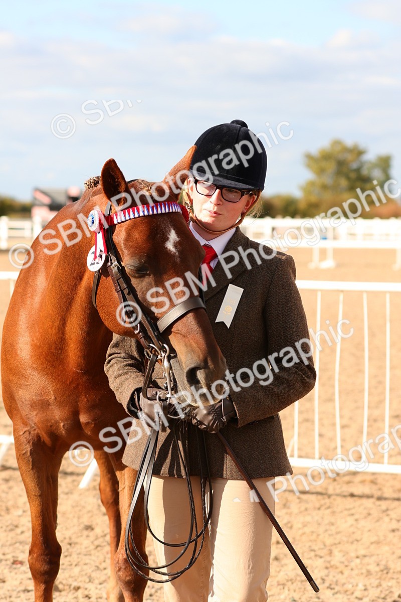 SBM_18381 - Class 318 - IH Part Bred Horse Pony