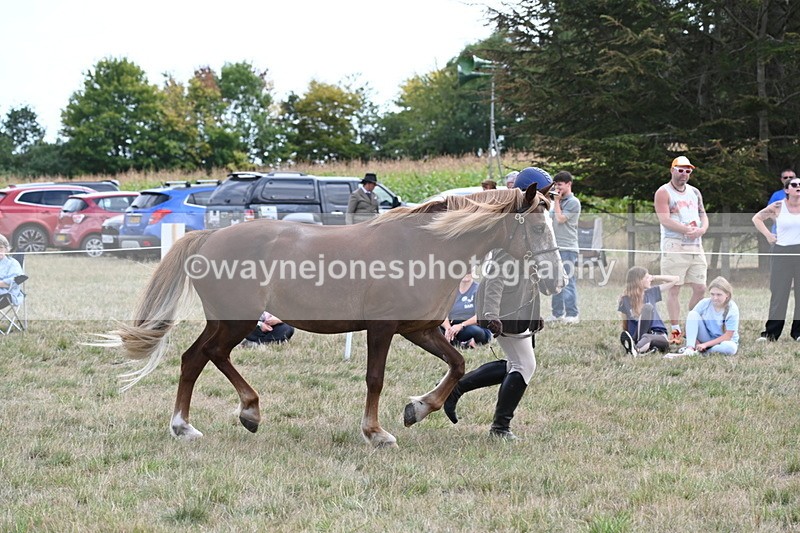 WJ6_6675 - Class 20 In-hand Cob