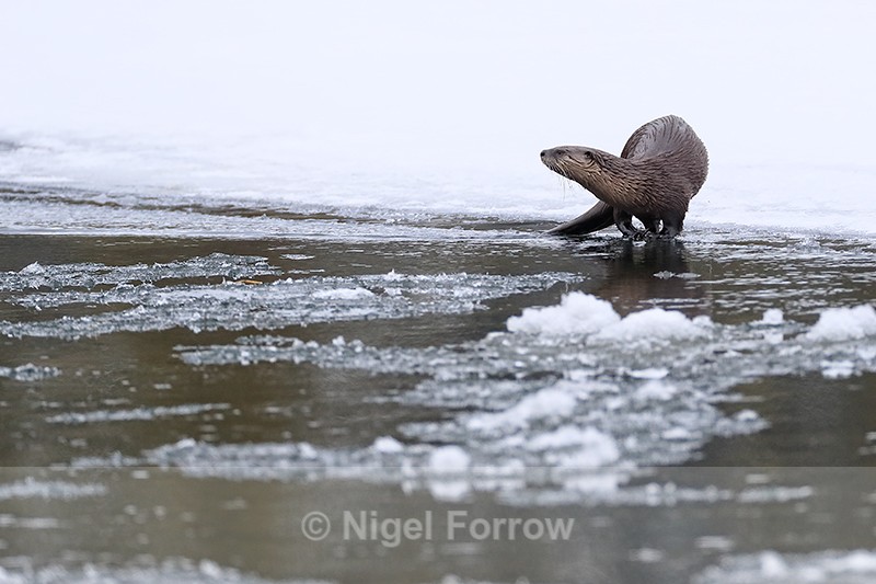 River Otter looks back, Yellowstone National Park, Wyoming - Otter