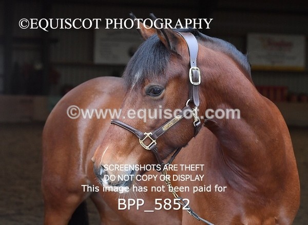 BPP_5852 - Marion West pony 3