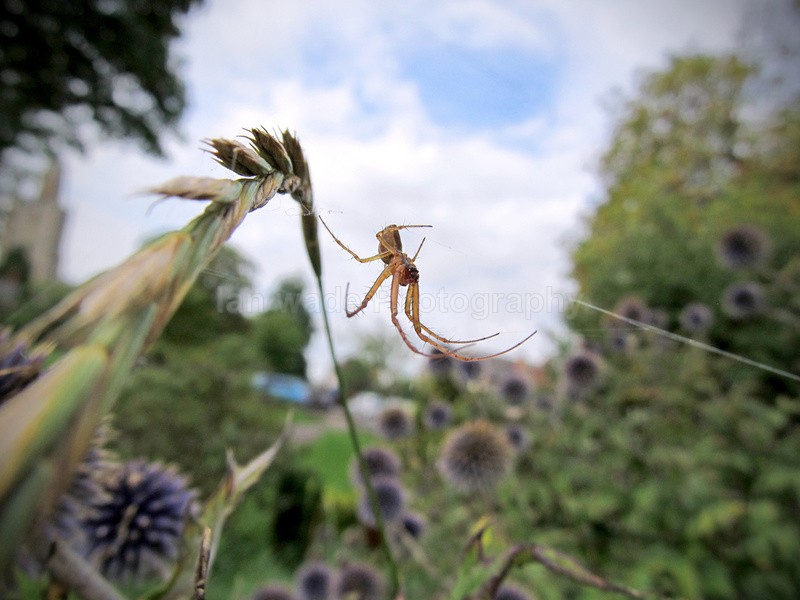  - Insects & Snails, Great Britain