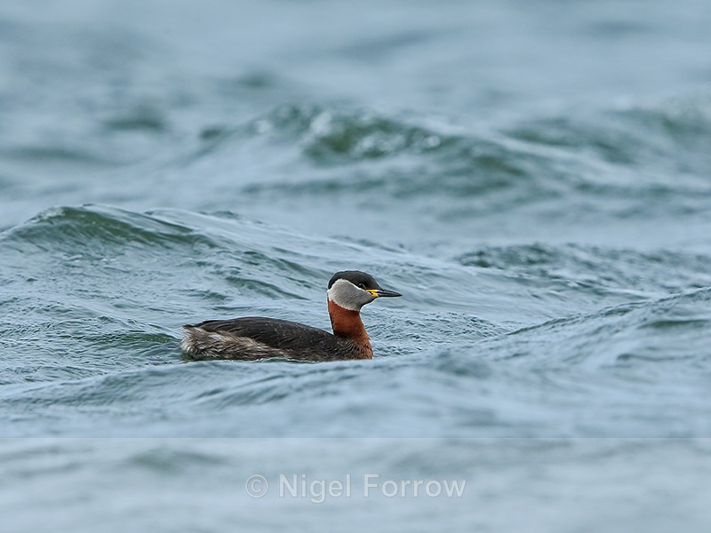 Red-necked Grebe, rough water, Farmoor Reservoir - Red-necked Grebe