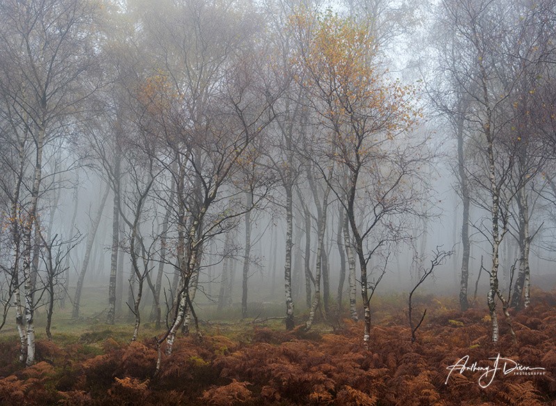  - Woodland