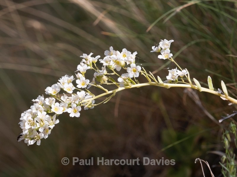 Thick-leaved saxifrage (Saxifraga callosa) Terminillo,, Lazio, Italy Italy June 2021 - Flower Portraits