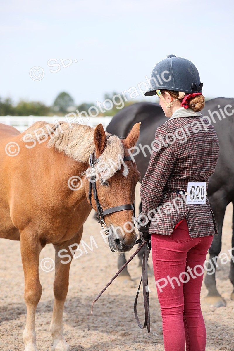 SBM_15751 - Class 312 IH Competition Horse/Pony